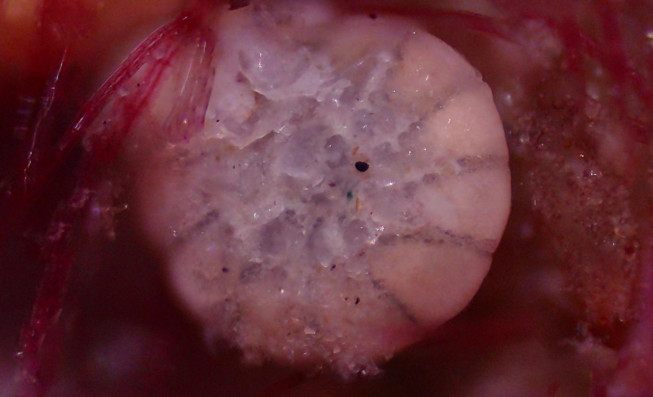 Viaggio nel microscopico mondo dei Foraminiferi